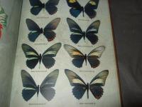 Butterflies of Colombia, Vol. 1（英語名）