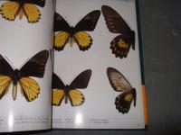 世界の希少アゲハチョウ全種