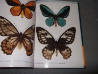 世界の希少アゲハチョウ全種