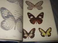 原色圖鑑 世界の蝶