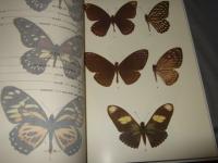 原色圖鑑 世界の蝶