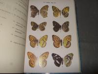 原色朝鮮の蝶類