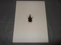 世界のクワガタムシ