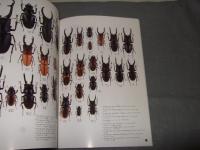 世界のクワガタムシ