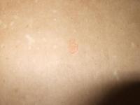 海岸の動物研究