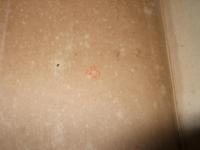 海岸の動物研究