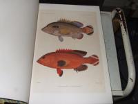 南海の魚類　Fische der S〓dsee