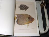 南海の魚類　Fische der S〓dsee