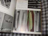 高山蝶 : 生態写真