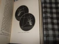 ＳＰＩＤＥＲＬＡＮＤ　スパイダーランド