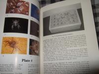 TARANTULAS　KEEPING　AND　BREEDING　ARACHNIDS　IN　CAPTIVITY　（タランチュラ）