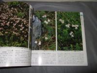 山渓カラー名鑑　日本の高山植物