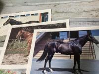 サラブレット種牡馬銘鑑2～6巻　5冊揃い