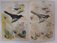 サイシキシカタ　エンピツ画　鳥類