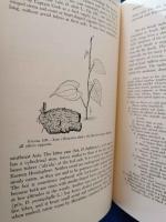 (洋書) IN GARDENS OF HAWAII