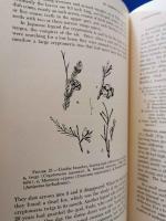 (洋書) IN GARDENS OF HAWAII