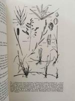 (洋書) Grasses of Hawaii