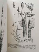 (洋書) Grasses of Hawaii