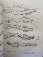 （英書）STUDIES ON THE OCEANIC ICHTHYOPLANKTON IN THE WESTERN NORTH PACIFIC