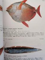 普及版　北日本魚類大図鑑