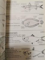 (洋書)　Field guide to the commercial marine resources of the Gulf of Guinea