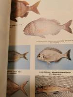 (洋書)　Field guide to the commercial marine resources of the Gulf of Guinea