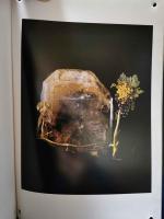 図録　奇蹟のダリ宝石展