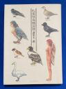 私家版鳥類図譜