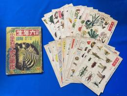 小學生科學・原色図鑑　<小學六年生 昭和十一年4月號附録>