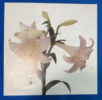  LPレコード　サザンオールスターズ/ 綺麗