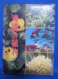 カラー 沖縄の植物