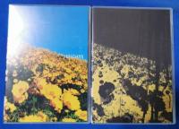 (DVD)  SADS サッズ/ 131 DAYS