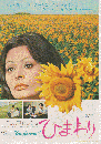 映画チラシ　ひまわり