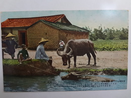 絵葉書　台湾情調　水牛と土塊家屋　戦前