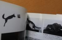 祈り・のろい・はらい : 徳島県立博物館企画展図録