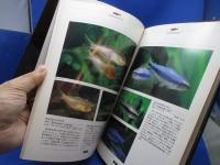 南米産小型カラシン : Characin-1