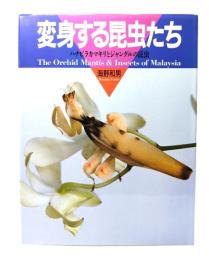 変身する昆虫たち : ハナビラカマキリとジャングルの昆虫