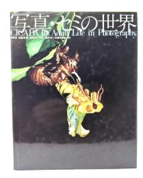 写真・セミの世界