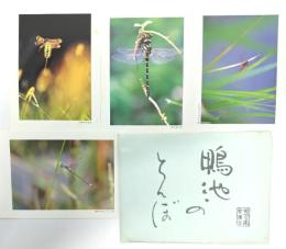 未使用・絵葉書10枚セット「鴨池のとんぼ」