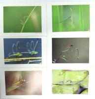 未使用・絵葉書10枚セット「鴨池のとんぼ」