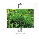 白蝶 : 小桧山賢二写真集