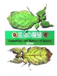 昆虫の擬態