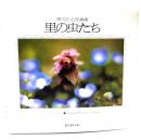 里の虫たち : 帯刀正之写真集(BeeBooks)