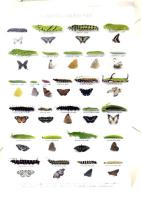 市民グラフ ヨコハマ No.79 季刊 1992 ：大特集＝横浜 昆虫図鑑/横浜市＋昆虫クリヤーファイル3枚