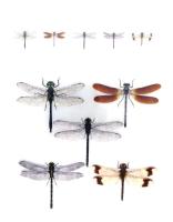 市民グラフ ヨコハマ No.79 季刊 1992 ：大特集＝横浜 昆虫図鑑/横浜市＋昆虫クリヤーファイル3枚