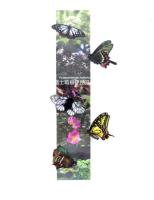 市民グラフ ヨコハマ No.79 季刊 1992 ：大特集＝横浜 昆虫図鑑/横浜市＋昆虫クリヤーファイル3枚