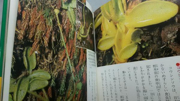 食虫植物のひみつ 科学のアルバム19 (清水清 ) / 古本、中古本、古書籍