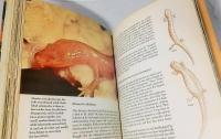 The Life of the Cave :Our Living World of Nature