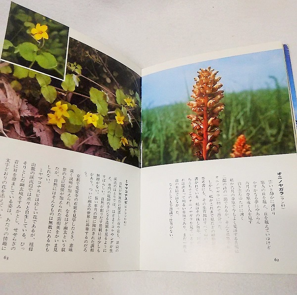 【中古】 九州の野の花 色で見分ける 春 新版/西日本新聞社/佐藤武之 楽天市場】西日本新聞社 九州の野の花 （春） 色で見分ける