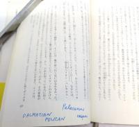 ペリカンの冒険